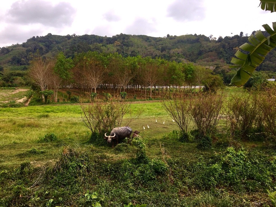 Thailand -  - 