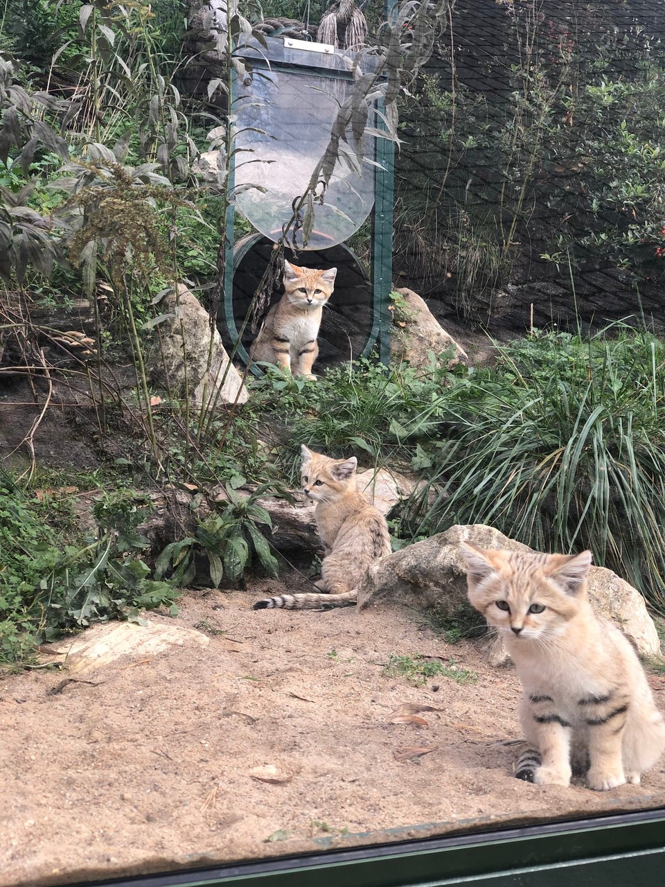 Poland - Gdańsk - Sand Cats