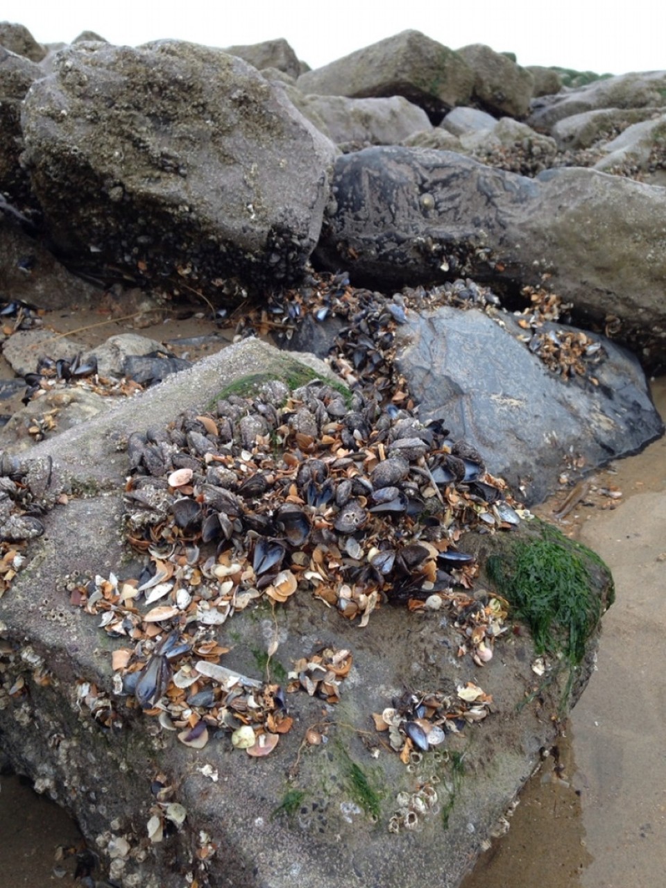 Belgien - Blankenberge - 