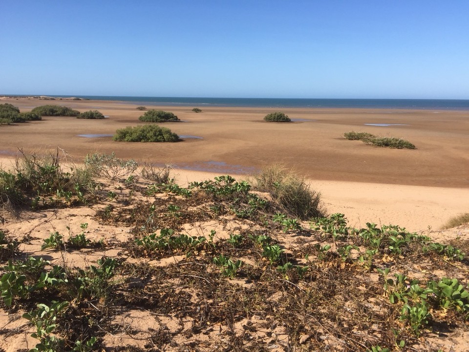 Australien -  - Strand in Port Hedland mit Mangroven die auch im Salzwasser überleben