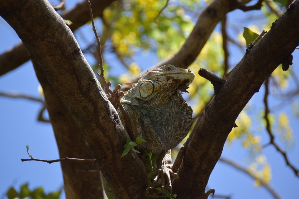 Costa Rica - Nicoya - Achtung neue Touris im Ort
