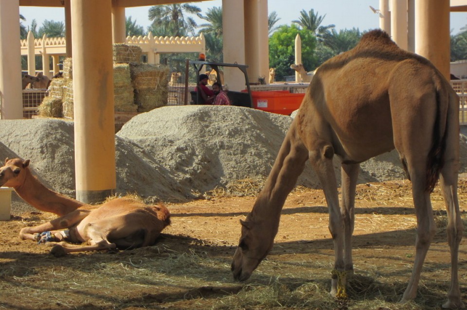 Bahrain - Manamah - Kamelfarm