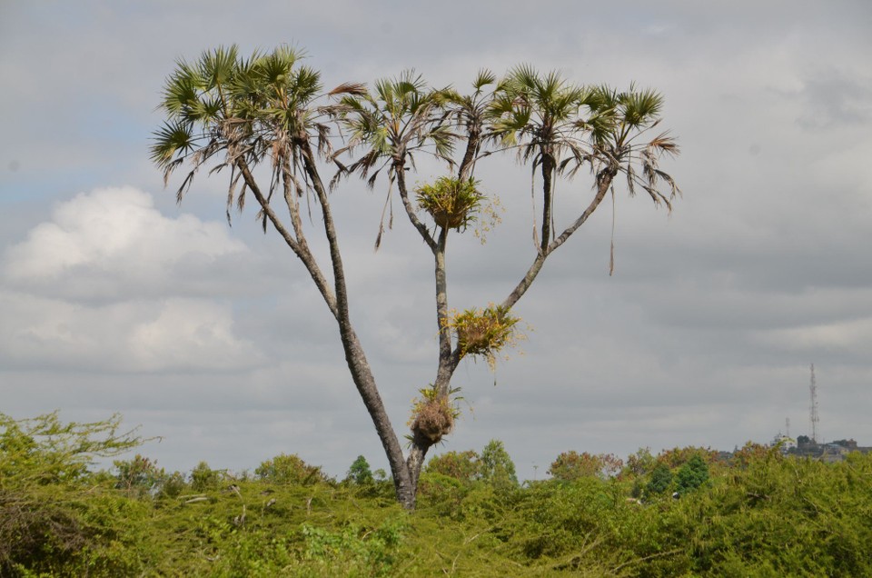 Kenia - Mombasa - Orchideeën op der Palm