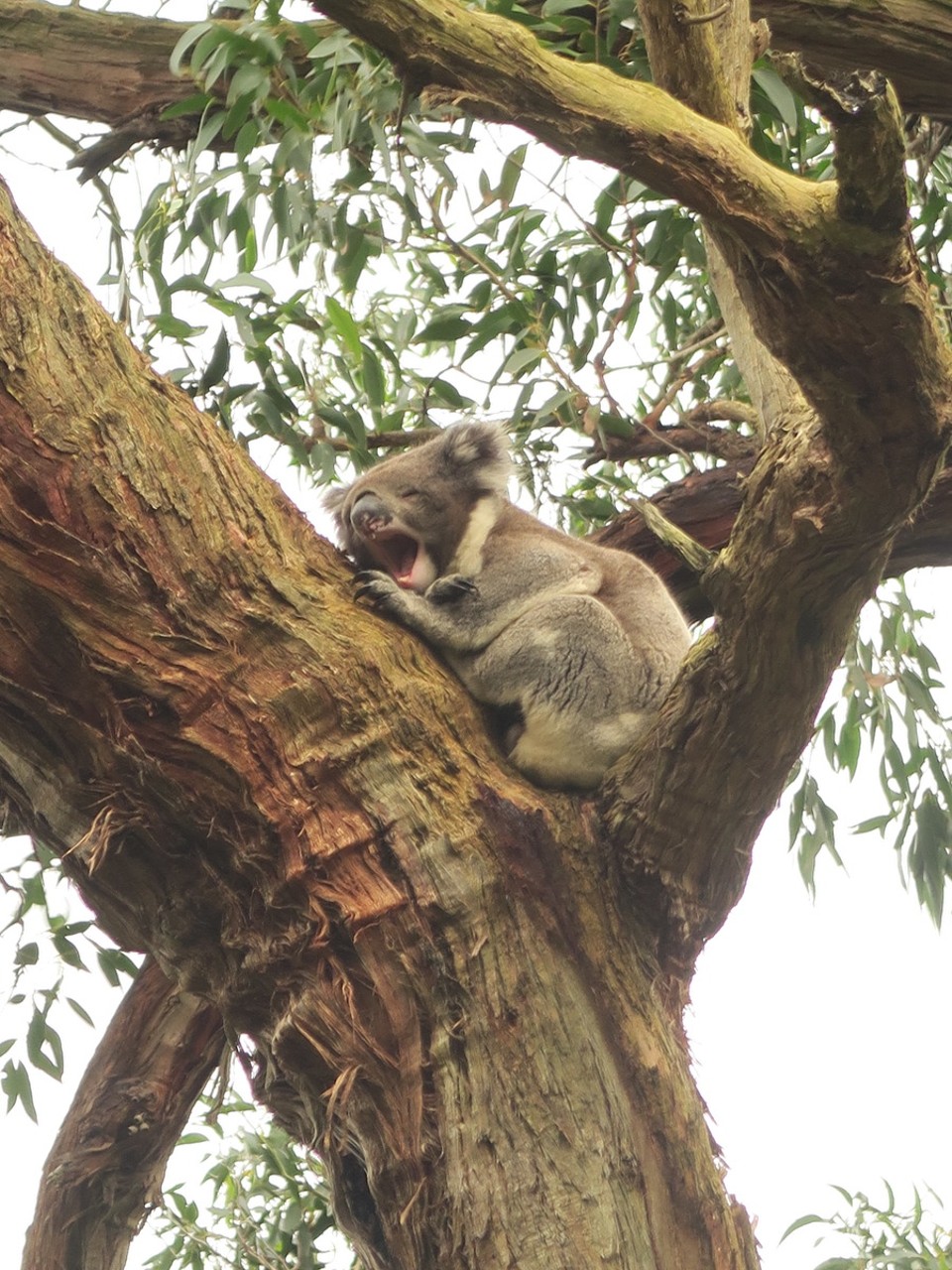 Australia - Jan Juc - Trop dure la vie de koala!