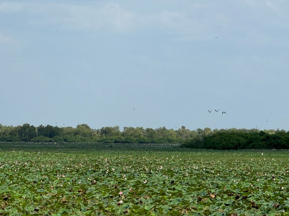 Australien - Jabiru - Mamukala Wetland mit ganz vielna Vögel im Hintergrund