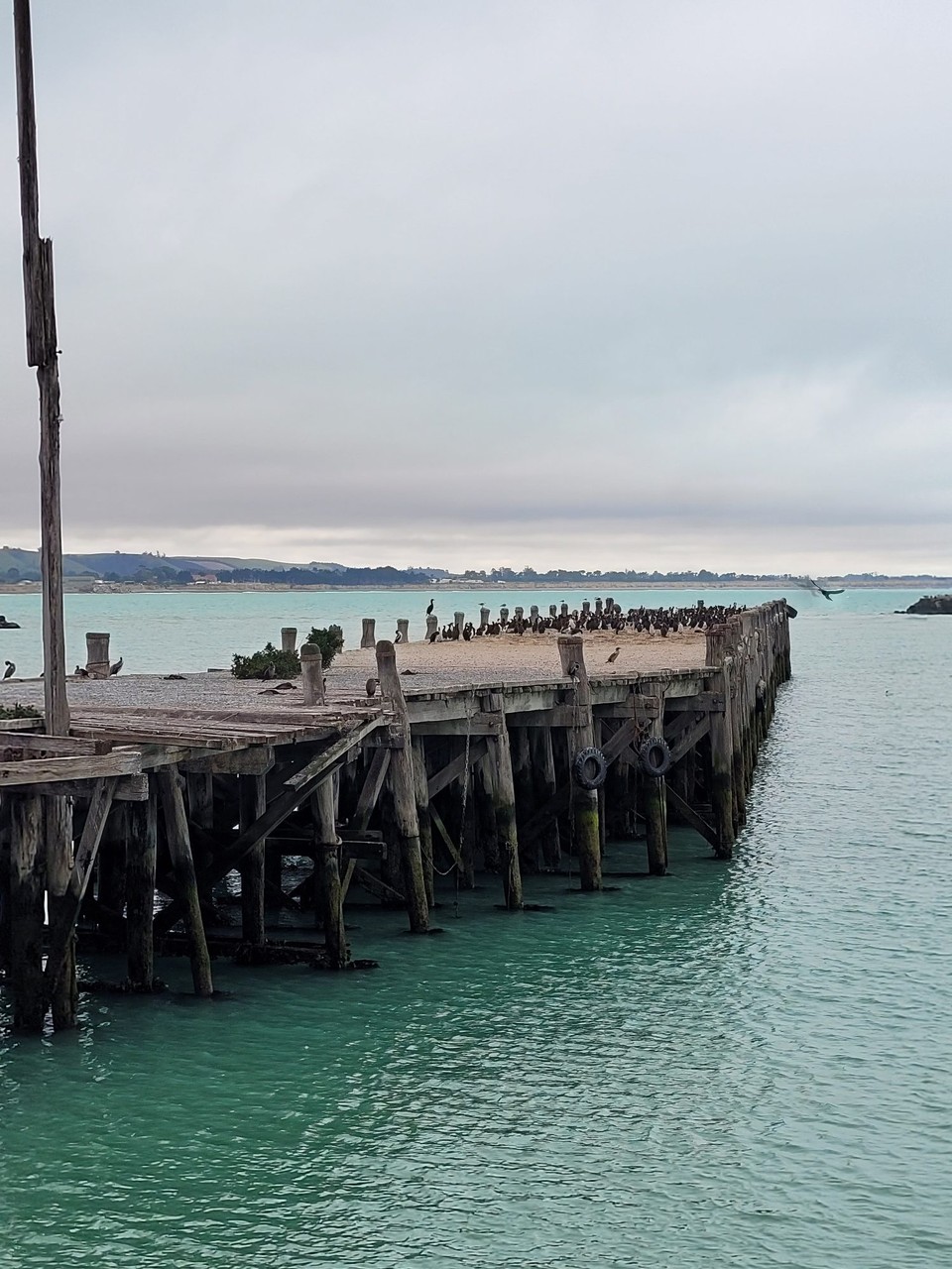 Neuseeland - Oamaru - 