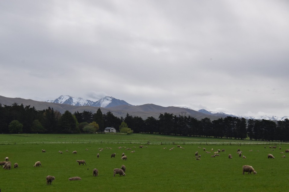 Neuseeland - Kyeburn - Jetzt mussten wir noch 50 km weiter Richtung Westen, uns als wir die Berge sahen wussten wir das das Fahren nicht so entspannt wird.