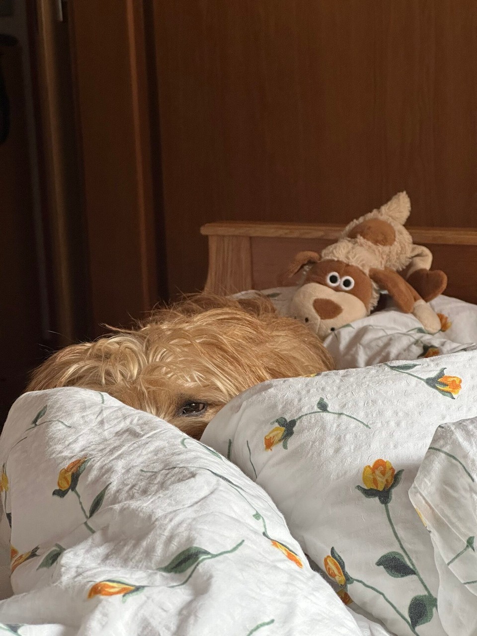 Österreich - Scharnitz - 