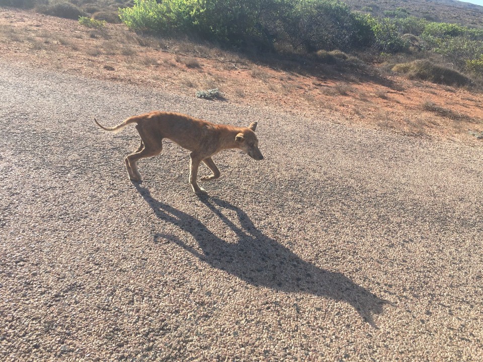 Australien - Karijini - Ein Dingo 