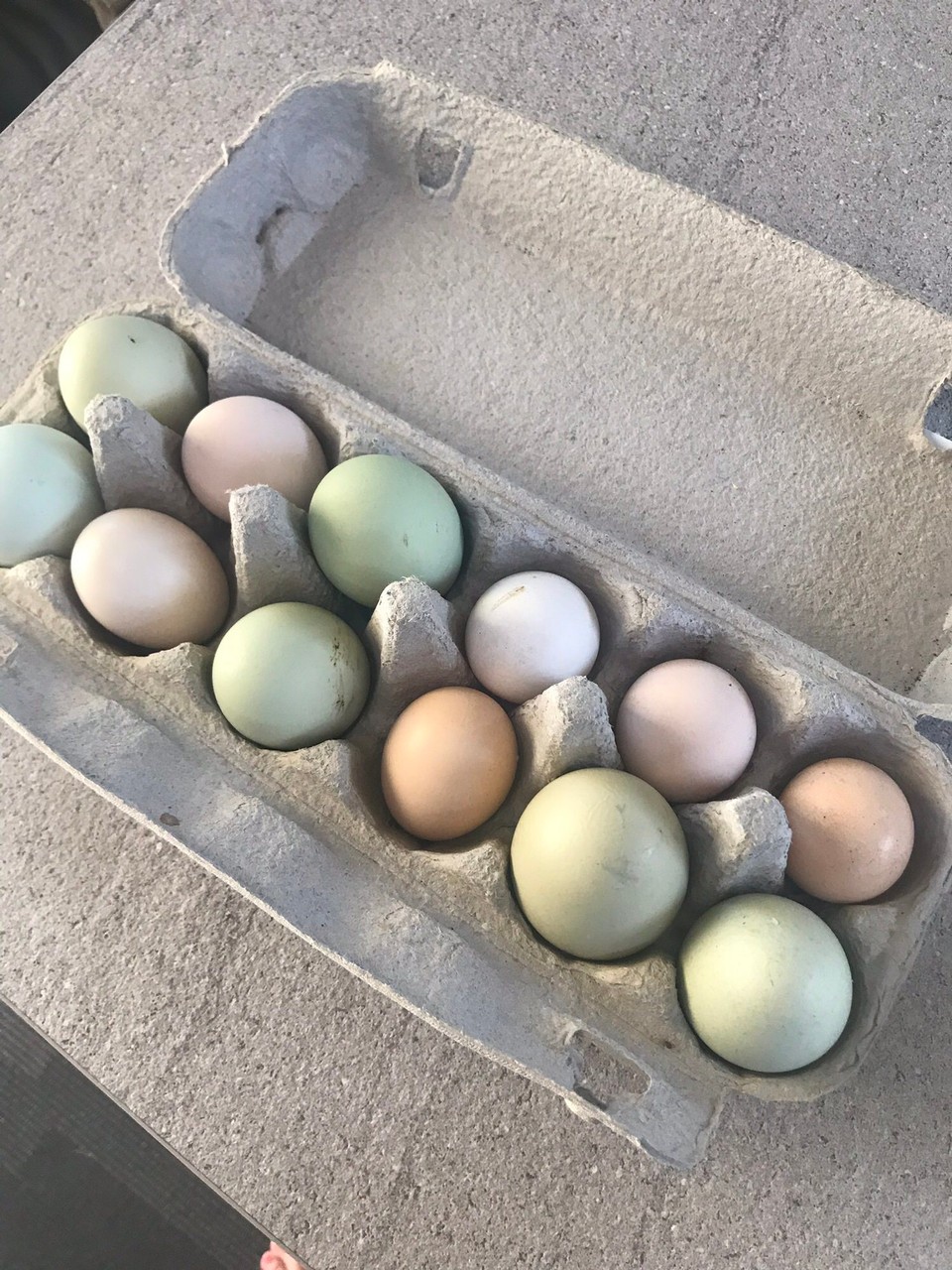 Australia - Hideaway Bay - Local green ? Chickens 