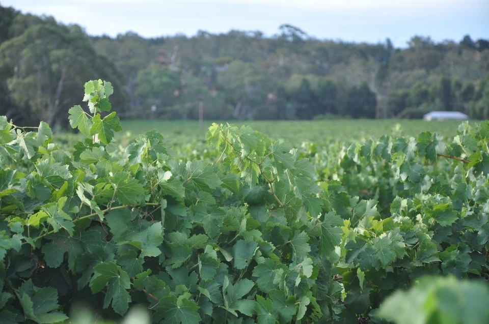 Australien - Lyndoch - Reben, Reben, Reben