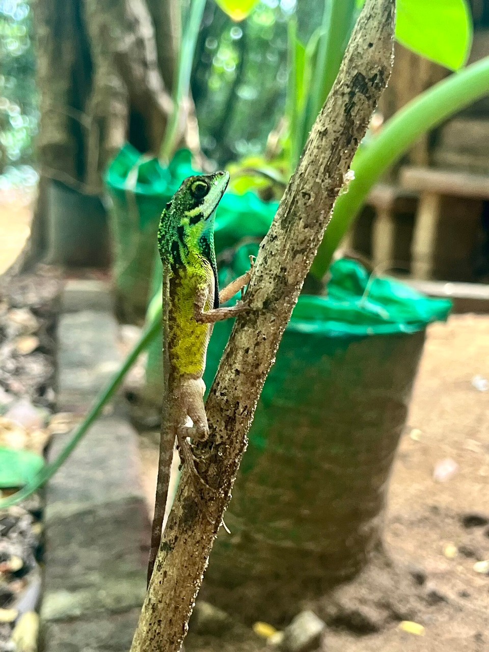Sri Lanka -  - 