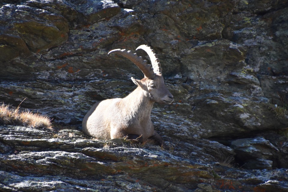 Schweiz - Zermatt - Steinbock