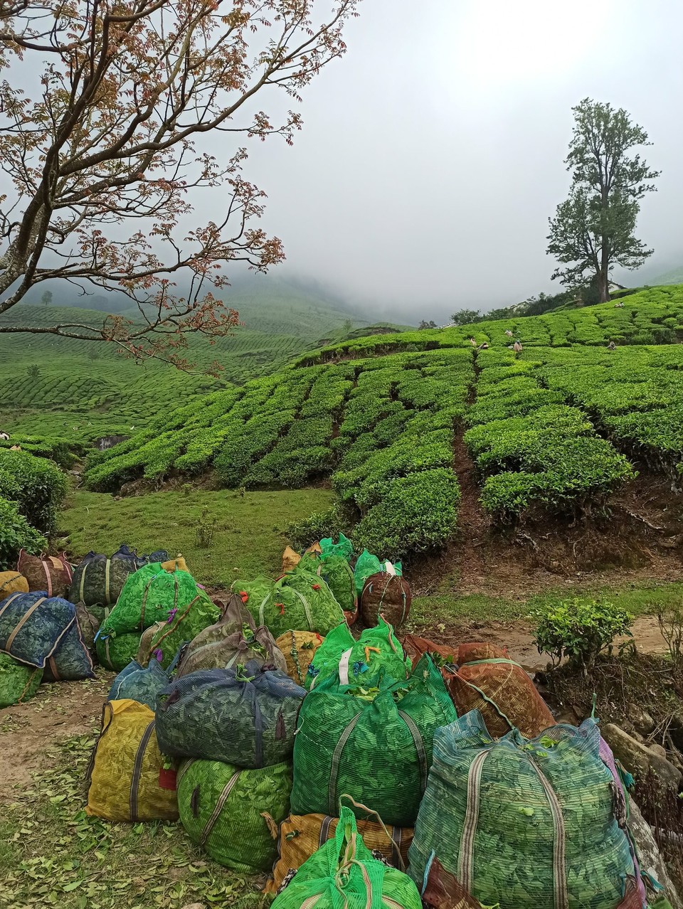 Indien - Suryanelli - 