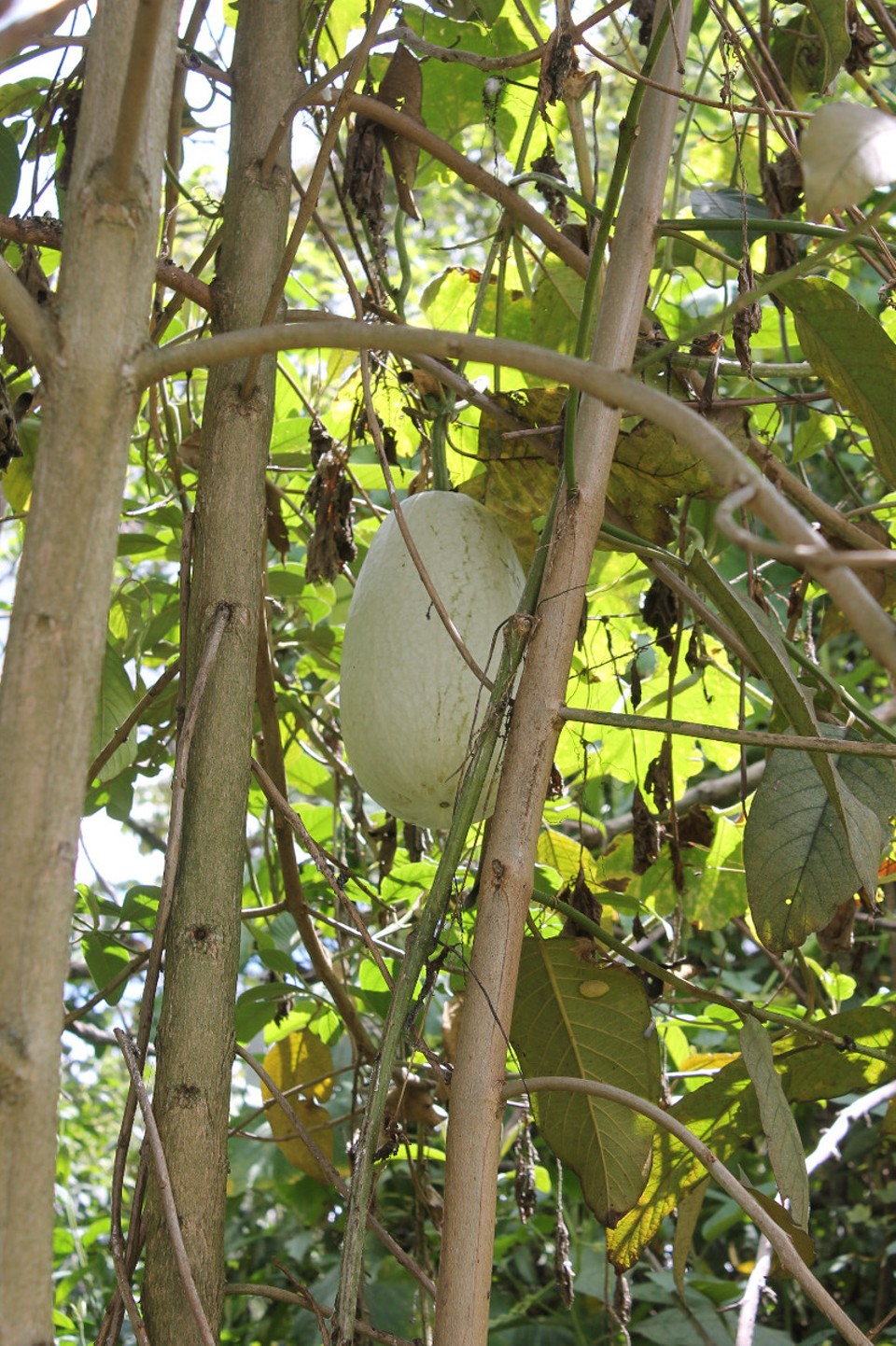 Colombia - Bogotá - Ein Kürbis, der sich am Baum hochgewunden hat.