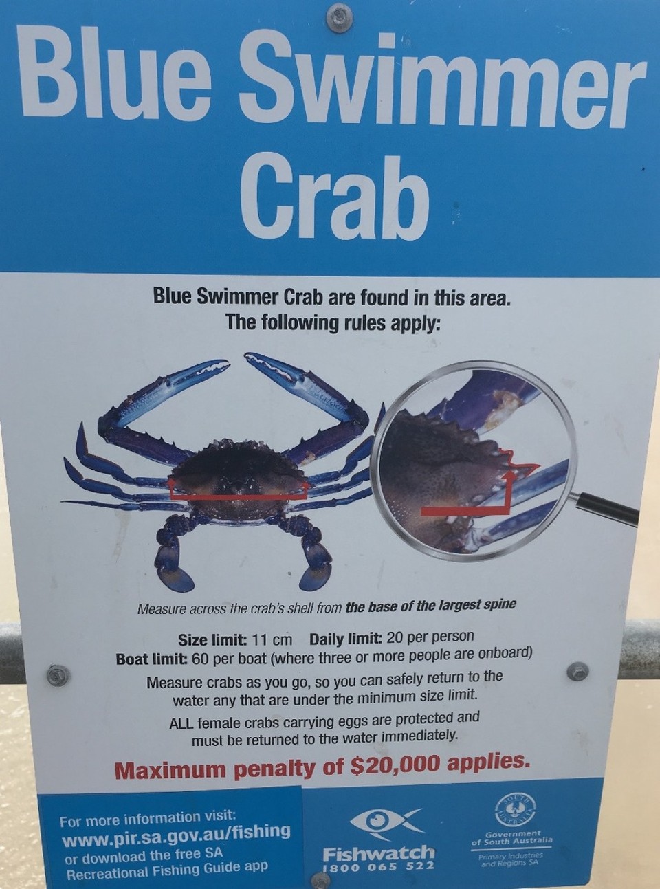 Australien - Adelaide - auf den Pier werden diese Krabben gefangen..
