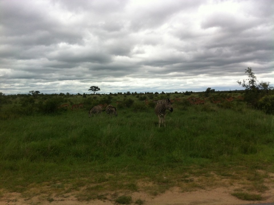 Südafrika - Kruger Park - Zebras