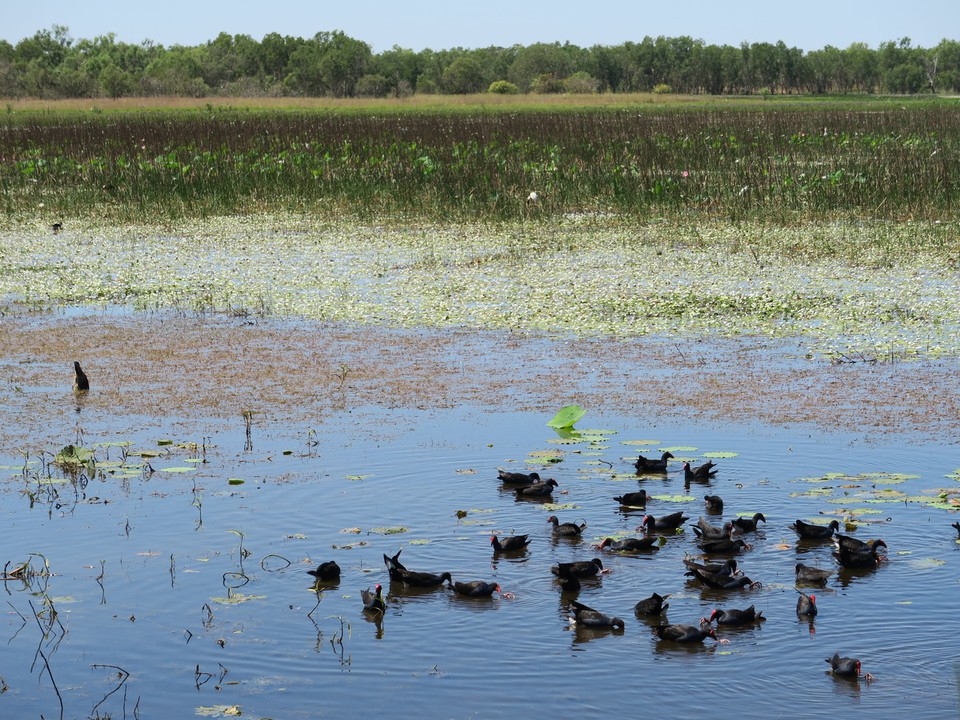 Australia - Kakadu - Plein d'oiseaux migrateurs