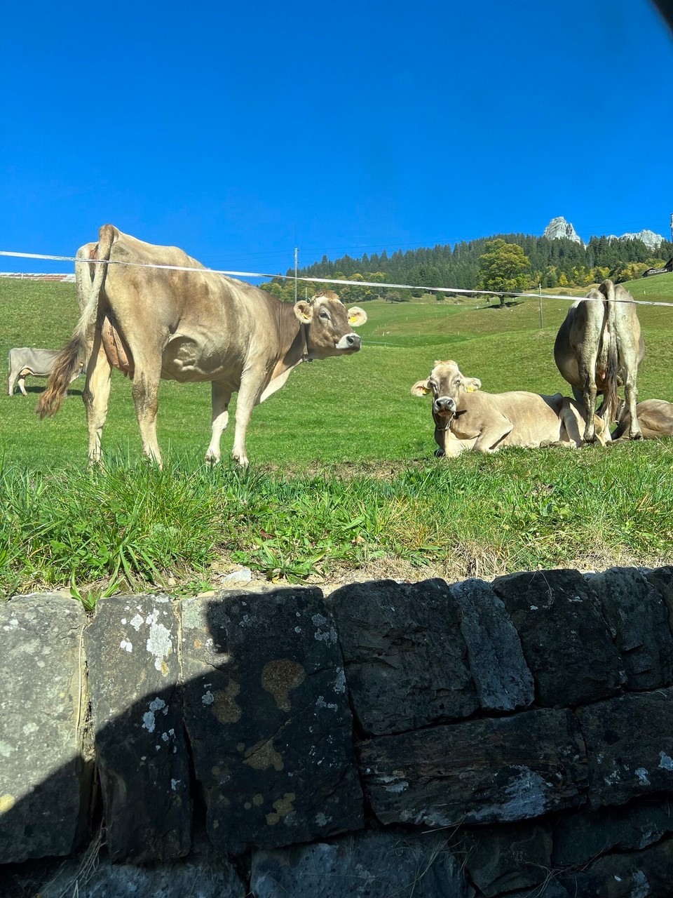 Schweiz - Riehen - …heute gehts definitiv nach hause…