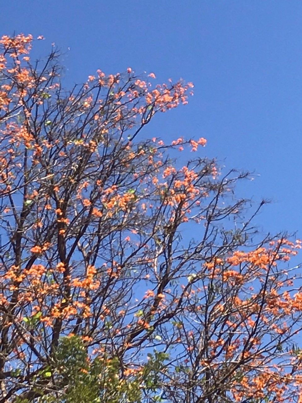 Costa Rica - San Jose - 