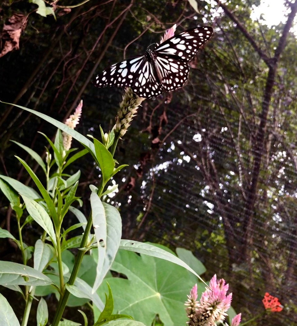 Thailand - Saraphi - 