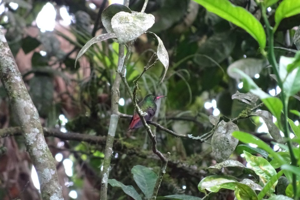 Ecuador - Mindo Valley - Hummingbird