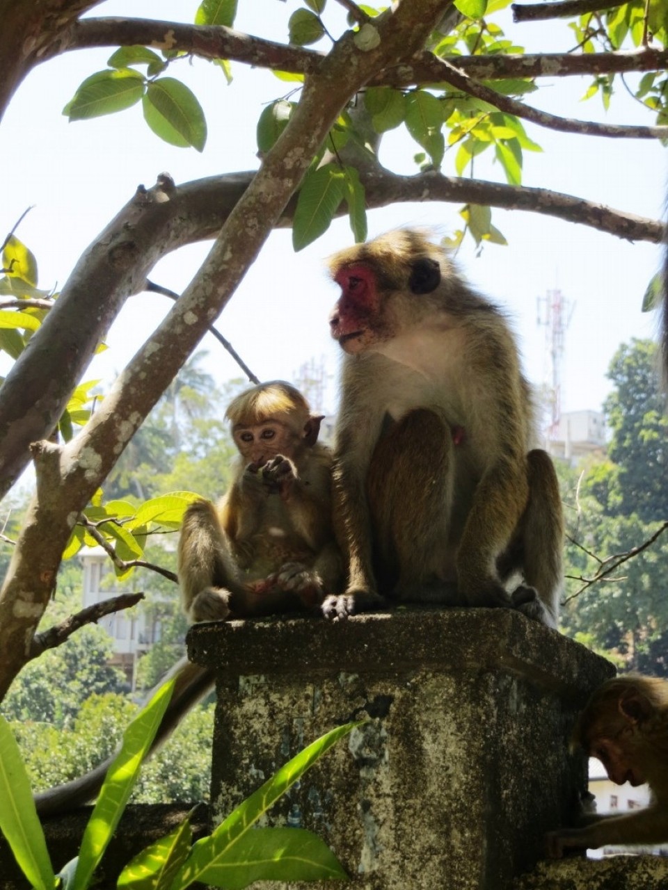 Sri Lanka - Kandy - 