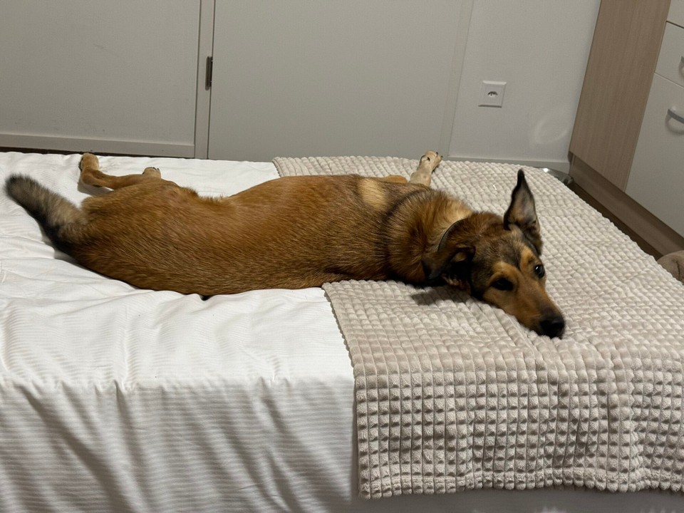 Schweiz - Balerna - ….Lupo findet‘s auch sehr bequem