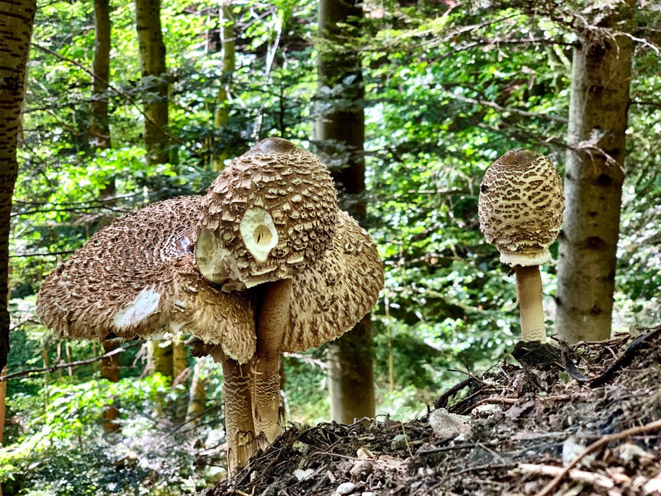 Deutschland - Breitnau - Pilze