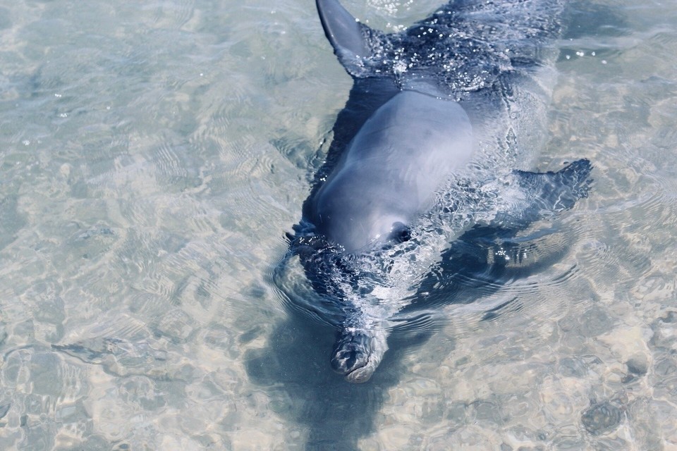 Australien -  - Unsere erste Begegnung mit einem Delfin!🐬 
Ein magischer, unvorstellbar schöner Moment ♥️