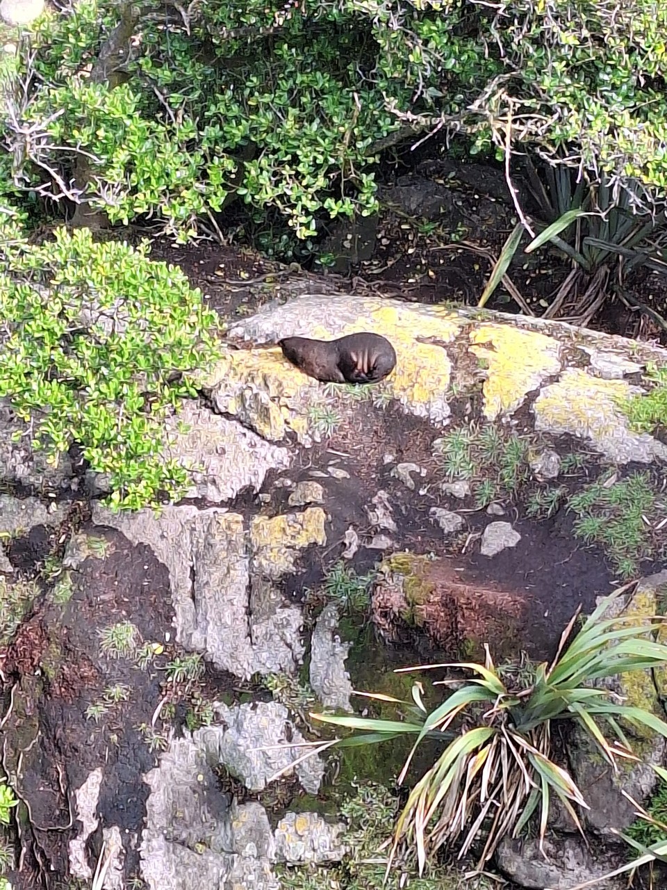 Neuseeland - Cape Foulwind - Suche erfolgreich 