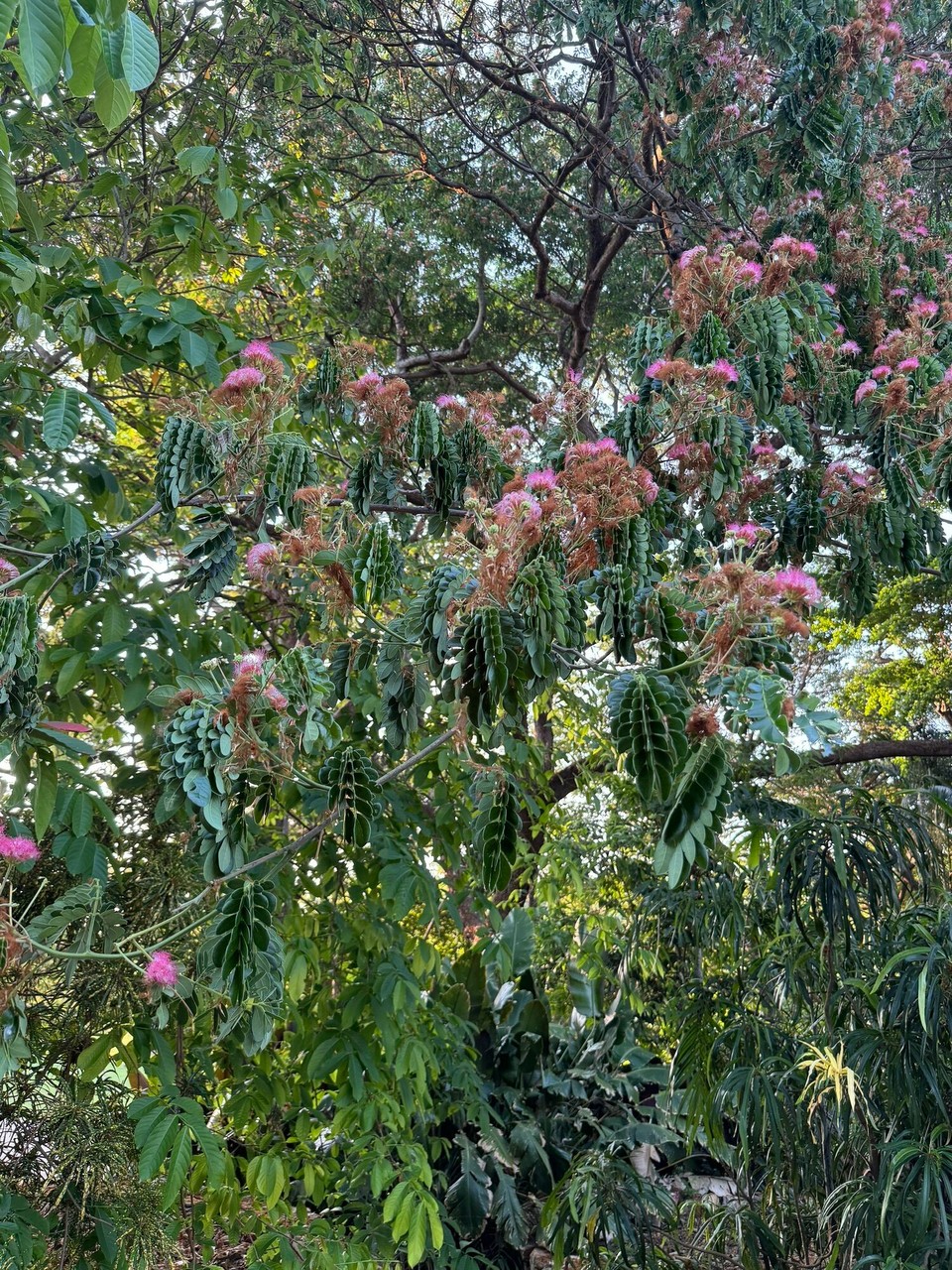 Australien - East Point - Regenbaum