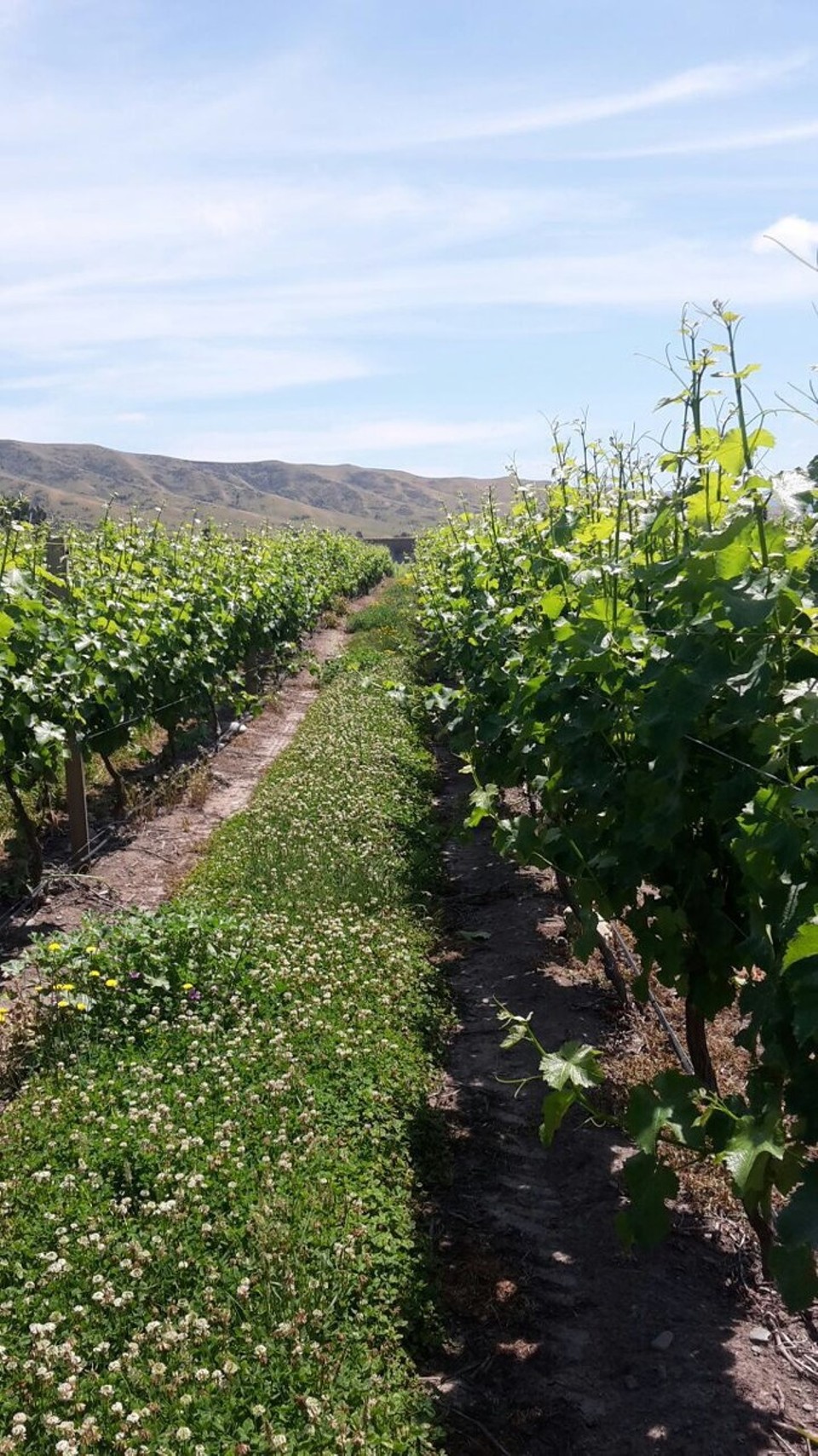 Neuseeland - Waihopai Valley - 