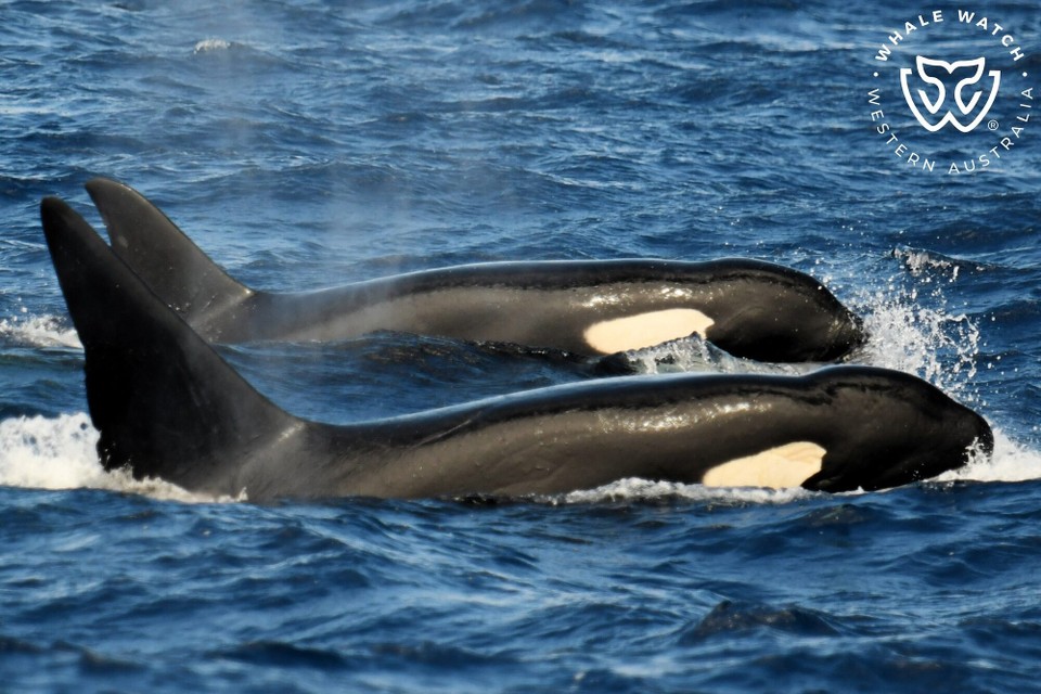 Australien - Bremer Bay - Orcas sehen.