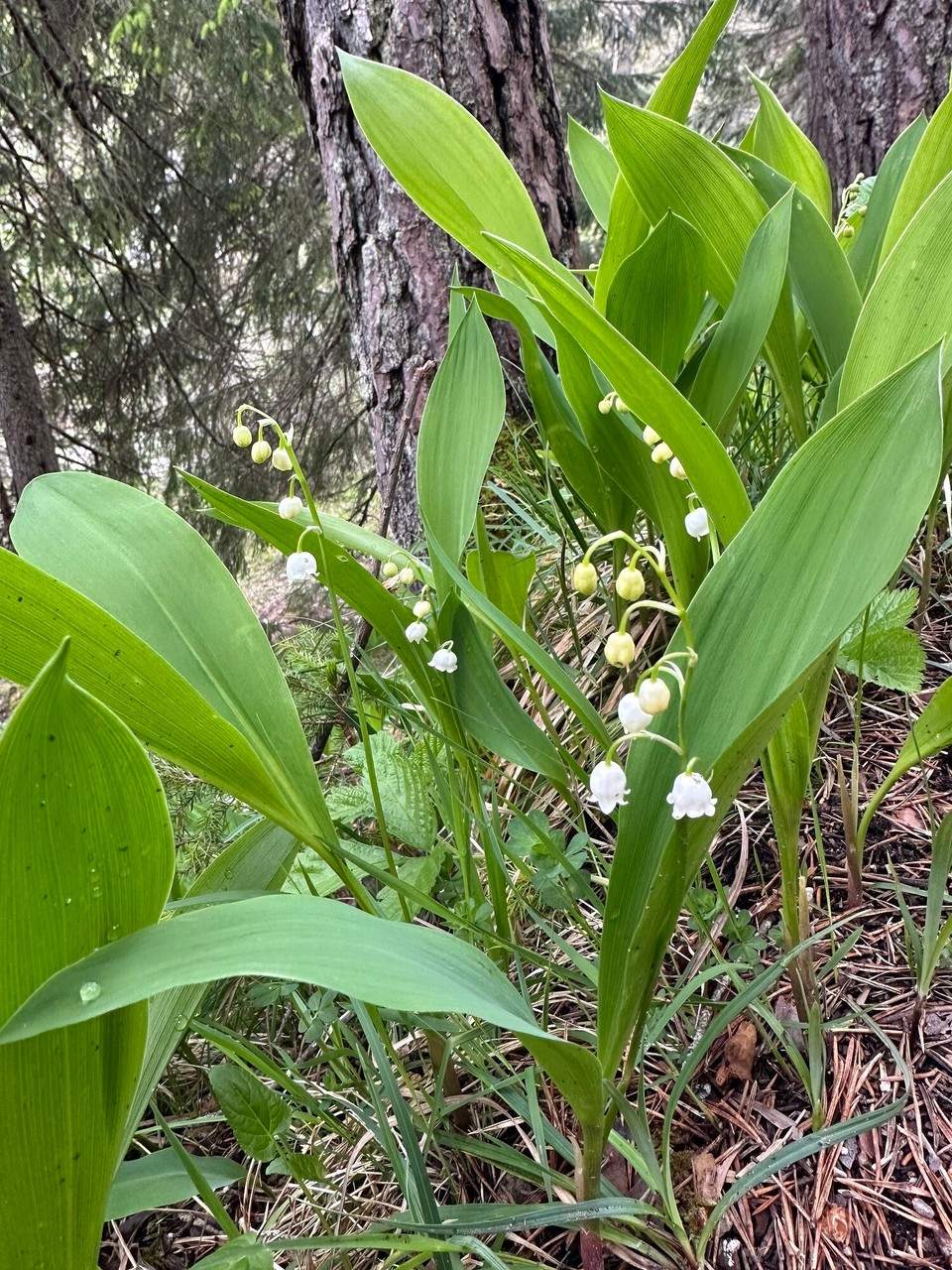 Österreich - Scharnitz - 