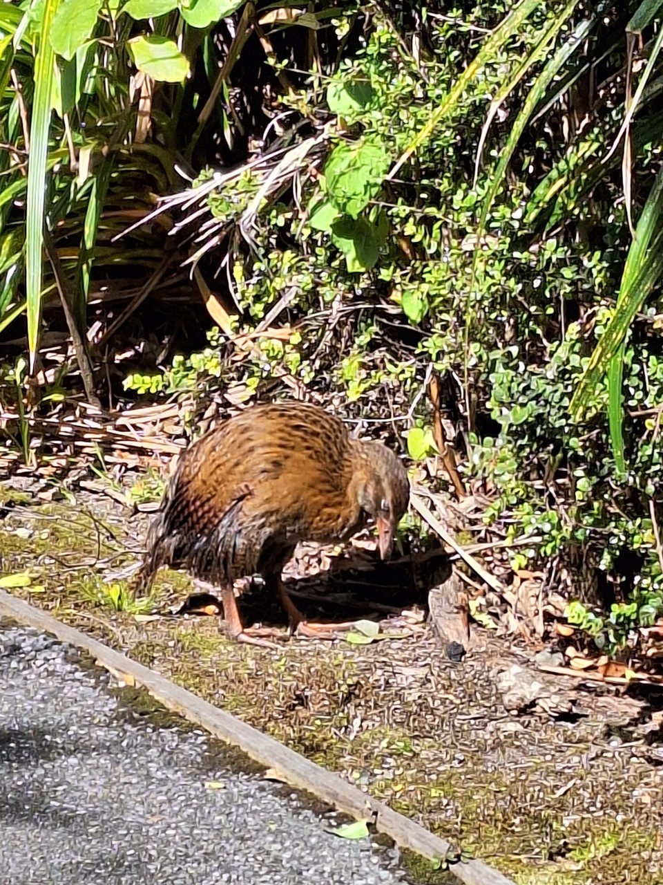 Neuseeland - Pancake Rocks - Leider kein Kiwi