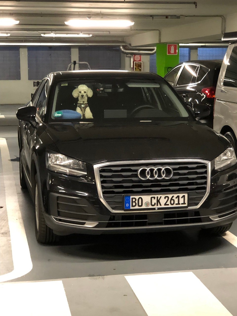 Italien - Bozen - Unser Hundi, während wir Lebensmittel einkaufen