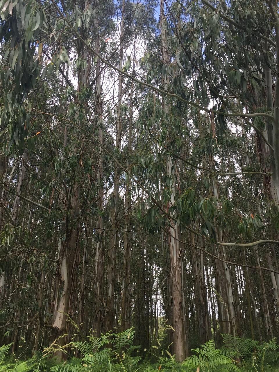 Spanien - Palas de Rei - Eucalyptus