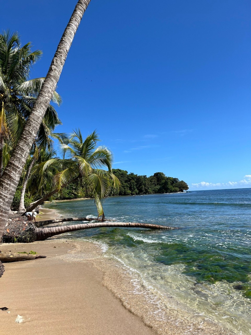 Panama - Carenero Island - 