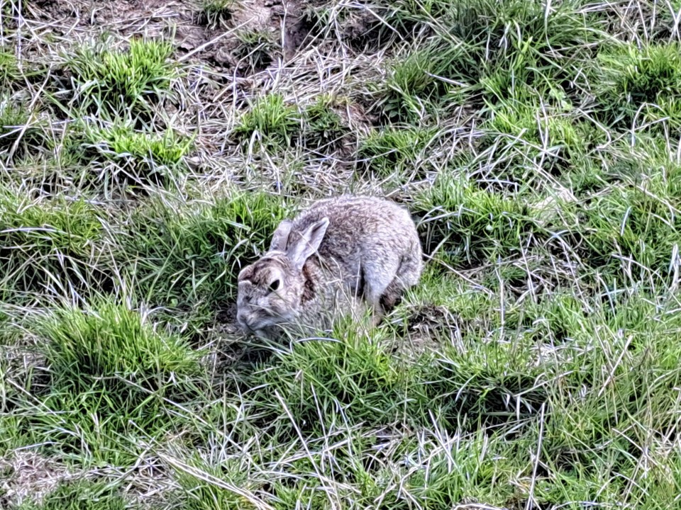 Neuseeland - Birchwood - Hasen gibt's sehr viele 🐇