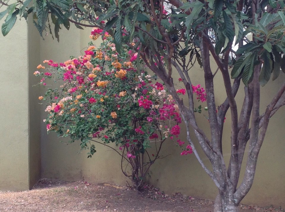 Costa Rica - San Jose - 