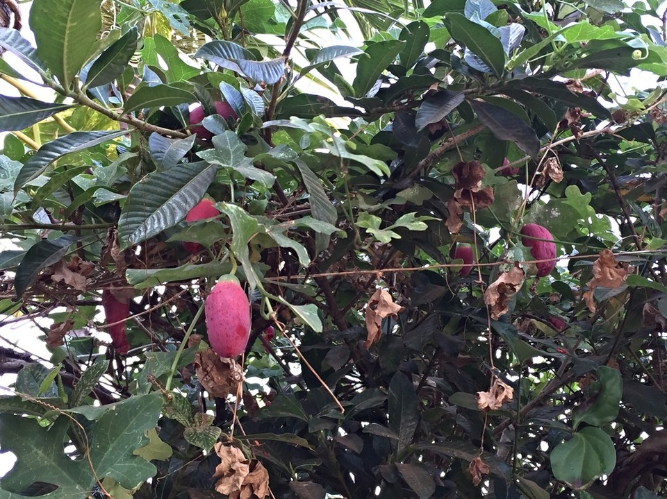 Indien - Gokarna - Und wieder eine rätselhafte Frucht. 