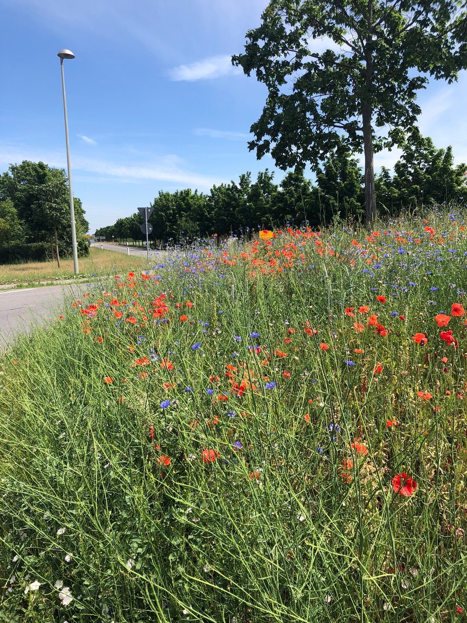 Deutschland - Ludwigshafen - 