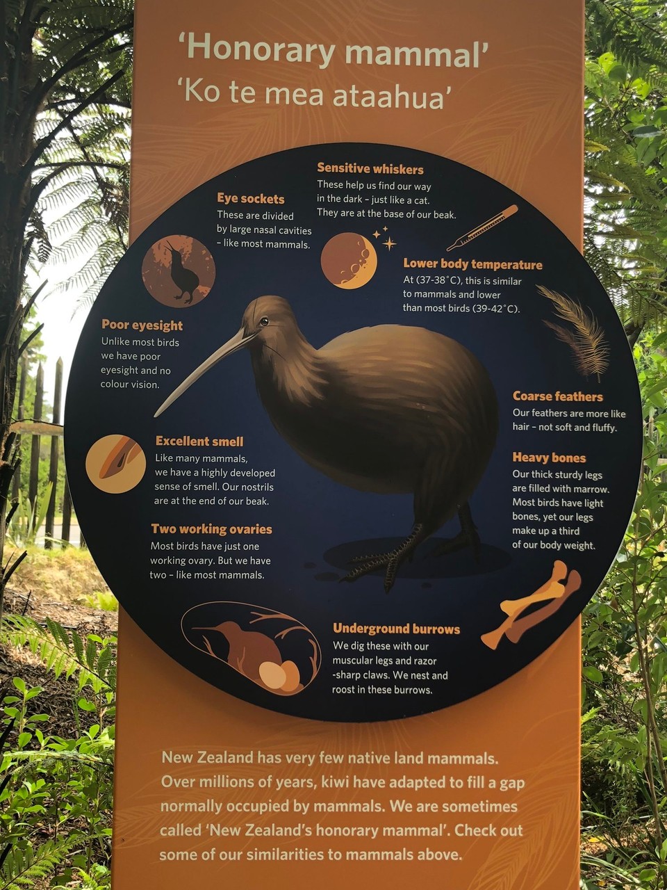 Neuseeland - Whakarewarewa - Und noch einmal Kiwis, die Kinder sahen drei!