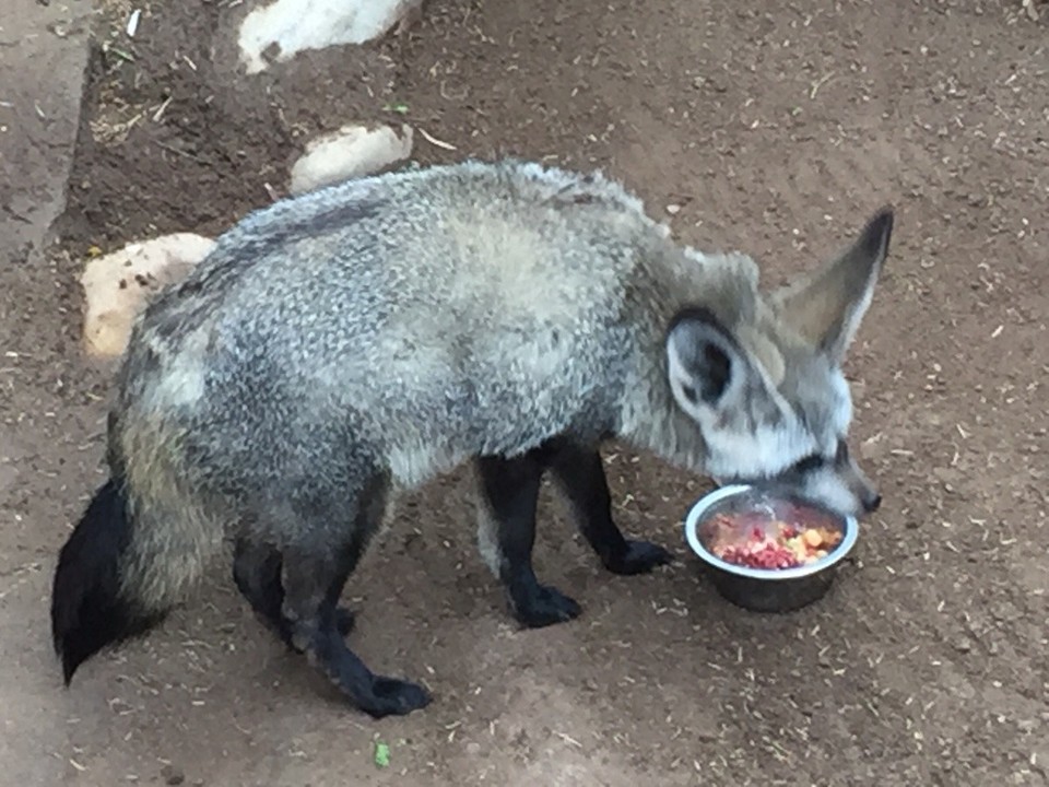 Südafrika - Oudtshoorn - 