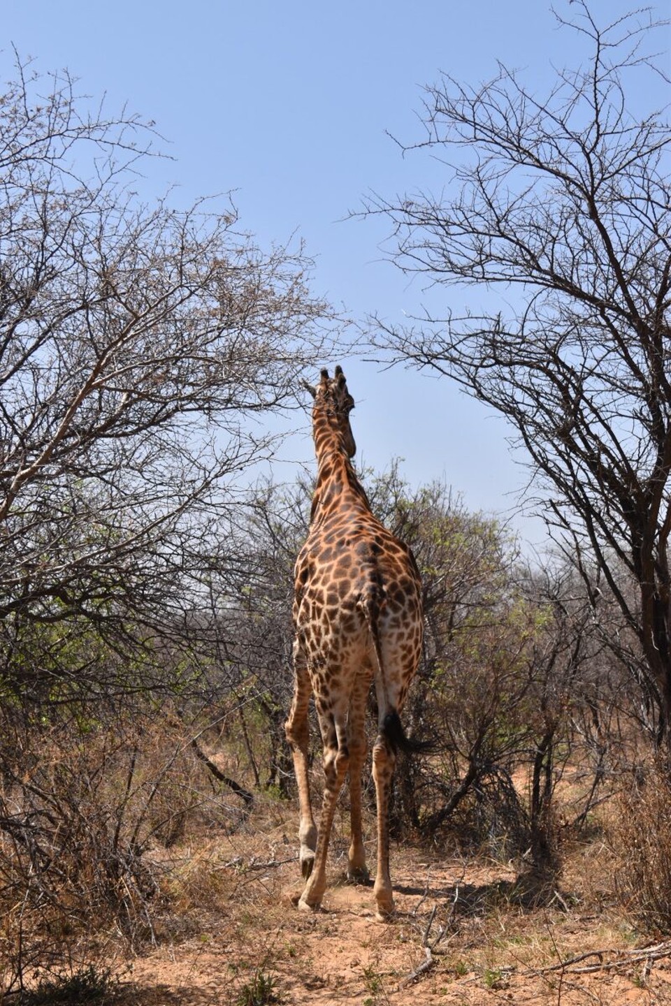 Botsuana -  - OK, da wir noch 500 km vor uns haben, müssen wir uns verabschieden. 
Auf nach Maun. Da hier 120 km/h auf den Straßen erlaubt sind, sollte es gut klappen, Jedoch müssen wir darauf achten das es oftmals riesige Schlaglöcher gibt.
Immer wieder laufen Kühe und Ziegenherden über die Straße.
Bis morgen.