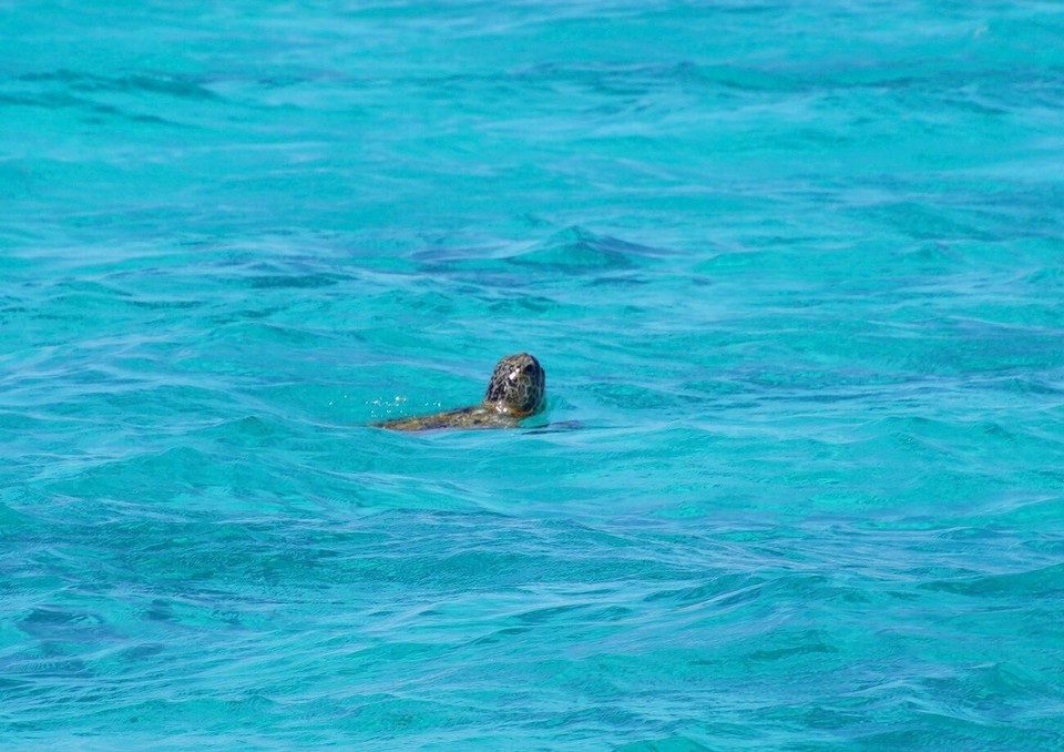 Australien -  - Eine turtle 🐢