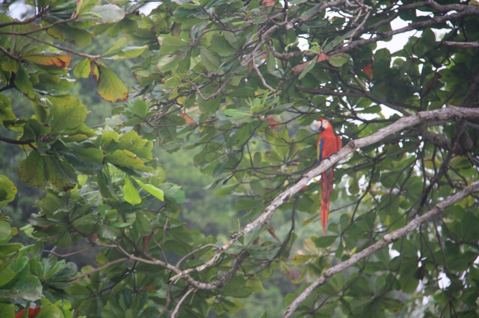 Costa Rica - Osa - 