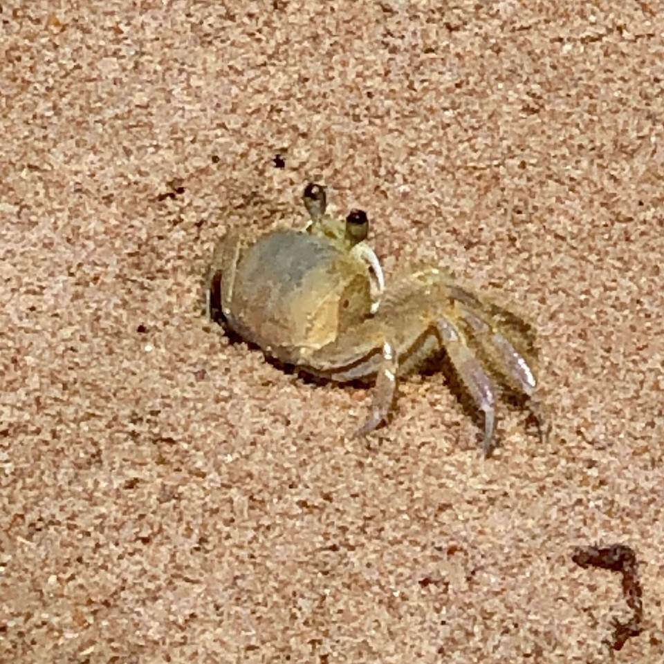 Brasilien - Praia do Forte - 