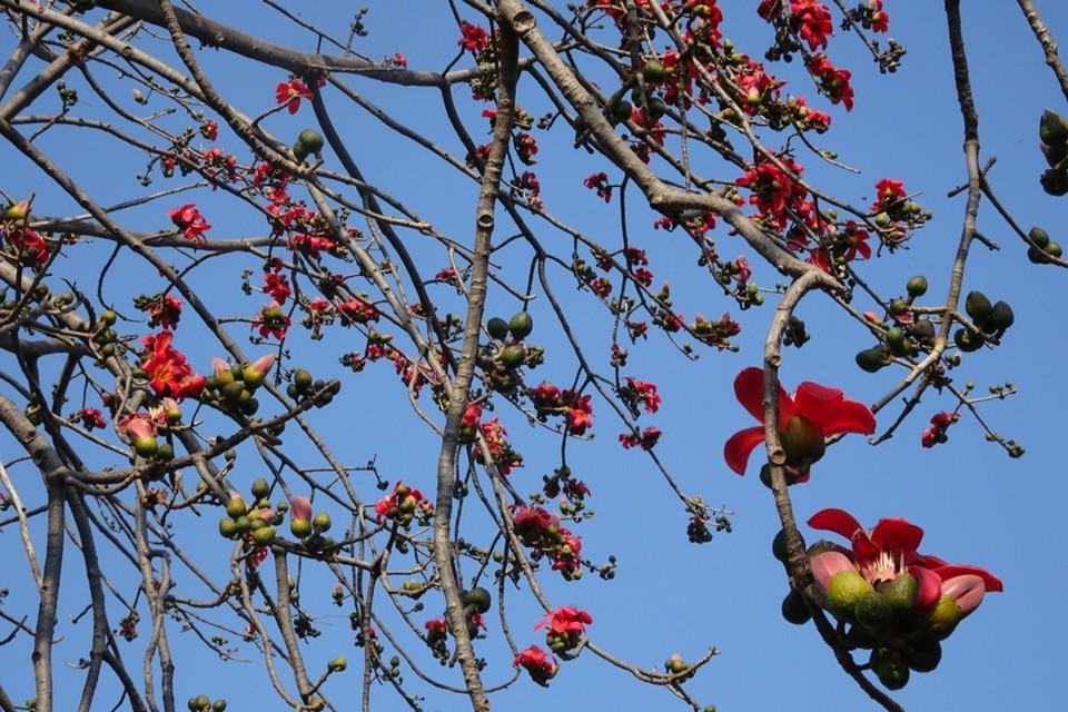 Indien - Chandigarh - 